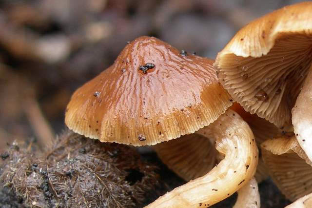 Psathyrella laevissima     (Romagn.)     Singer